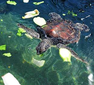 Fütterung der Wasserschildkröten