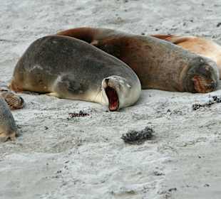 Seal Bay auf Kangaroo Island