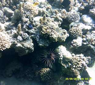 Hauseigenes Riff und ich bin leihe mit einer 0815