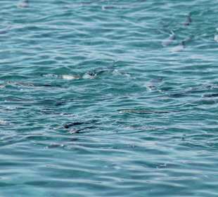 Makrelen am Schiffsanleger