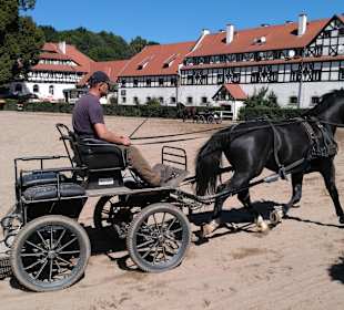 Pferde werden trainiert