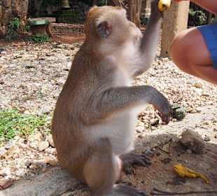Małpka w Khao Sok