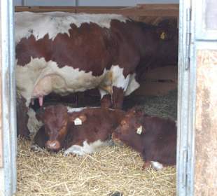 Kuh mit Zwillingskälbchen