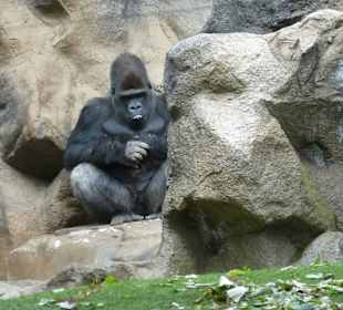 Menschenaffen ganz nah