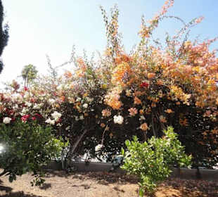 Ein schöner Garten