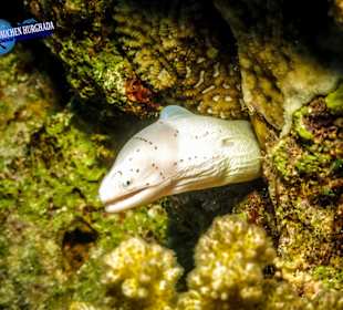 Tauchschule Hurghada