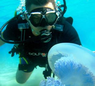 Jelly Fish