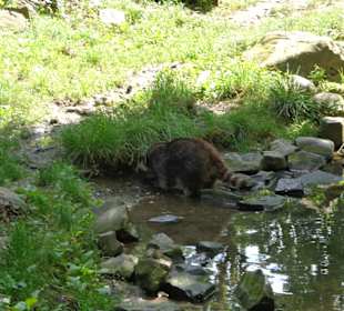 Waschbären Gehege