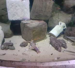 National Aquarium Malta