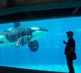 Im gläsernen Tunnel