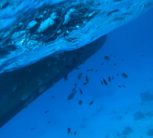 Schnorcheln Hurghada