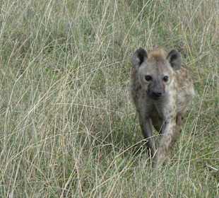 Tüpfelhyäne