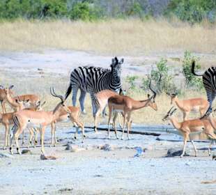 Steppenzebras und Impalas