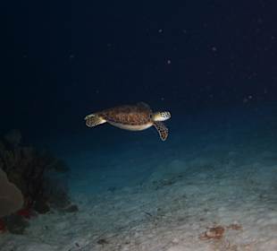 Saona Unterwasserwelt