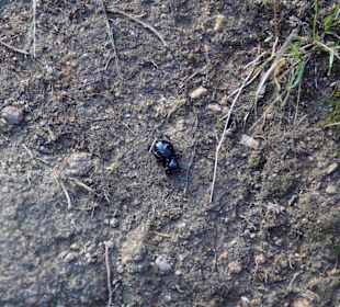 Riesengebirge/Karkonosze