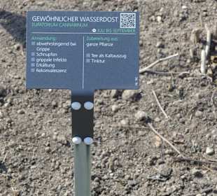 Hinweistafel zum eingepflanzten Kraut