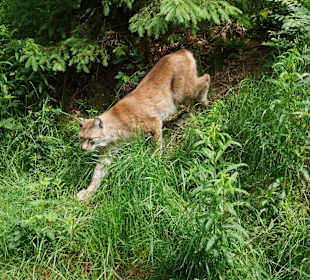 Wildpark Luchs