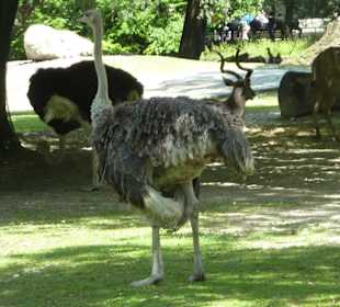 Südafrikanischer Strauß & Gazelle