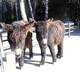 ImpressionOstern2013