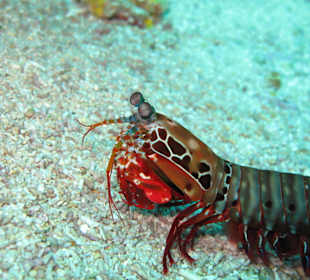 Unterwasserwelt auf Lombok