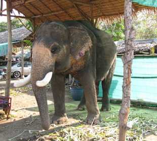 Elefanten Camp auf Koh Chang Thailand