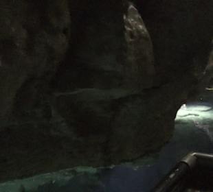 Wimsener Höhle