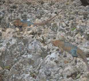 Leguane Park Cueva de las Maravillas