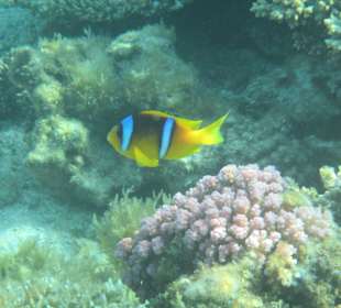 Hausriff Arabia Azur Resort