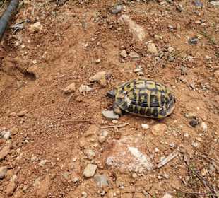 Freilebende Schildkröten.