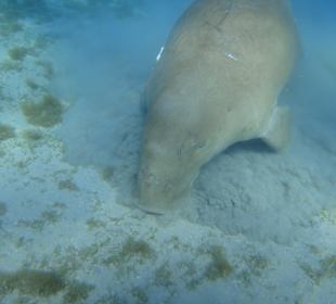 Seekuh bei Schnorcheltour