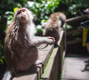 Einer der vielen Affen hier