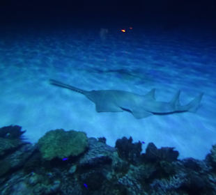 Im Mandala Bay Shark Aquarium