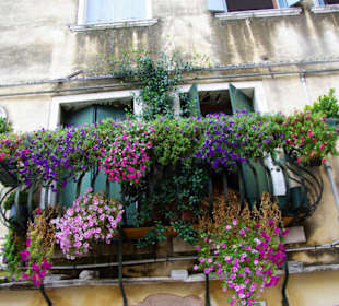 Balkonbepflanzungen Venedig