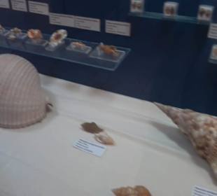 Naturhistorisches Museum