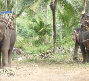 Elephant Trekking
