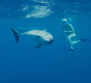 Delfin Tour Marsa Alam