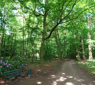 Frühlingsspaziergang durch das Eversten Holz