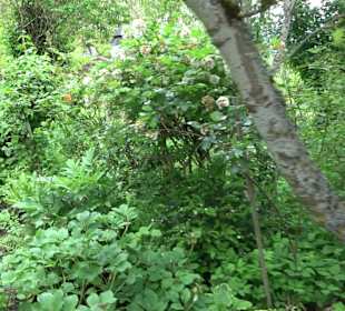 Mezger's Bürgle Park