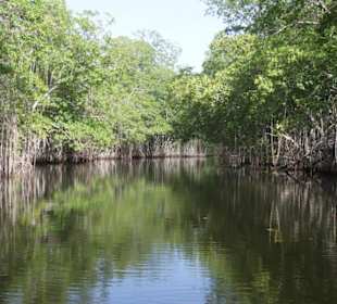 Mangrovenwald