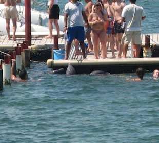 Delphin-Becken im Meer