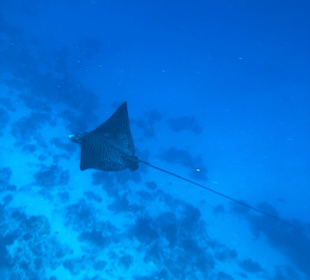 Schnorcheln Hurghada