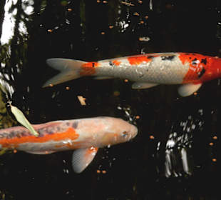 Koi´s