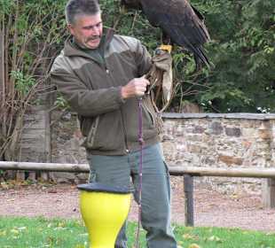 Flugshow Falkenhof Augustusburg