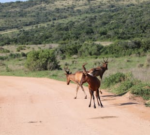 ...sind auch ein wenig übermütig