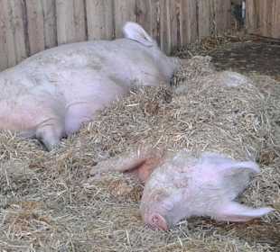 Adventmarkt auf Gut Aiderbichl 2016