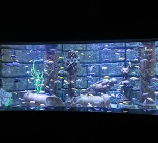 Gestaltet Unterwasserwelt (Afrika)