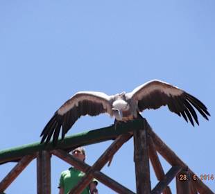 Oasis Park - Tier Show