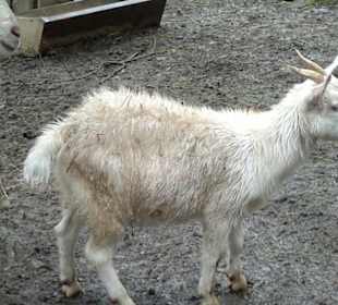 Zoo Olomouc