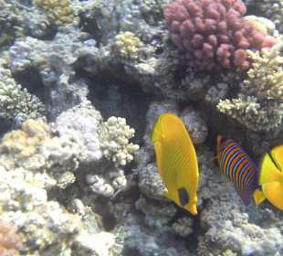 Schnorcheln am Hotelstrand
