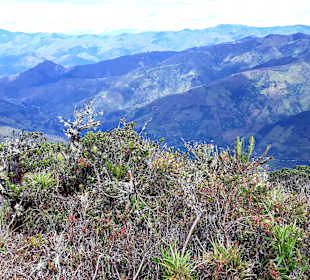 Podocarpus Nationalpark